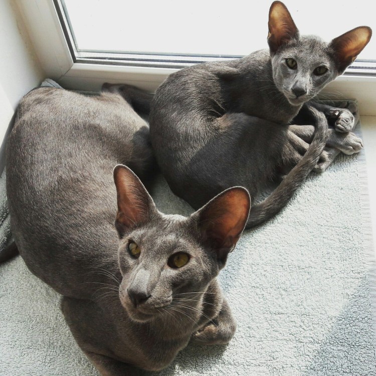 Ориентал Добби кошки