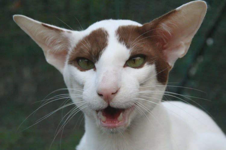 Корниш рекс кошка