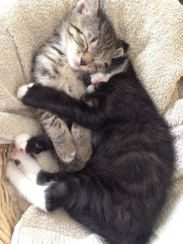 Кошки любовь