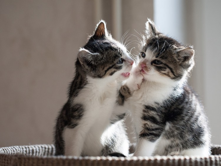 Котики обнимаются