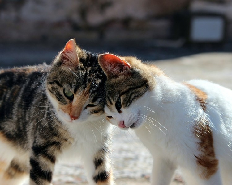 Кошки обнимашки