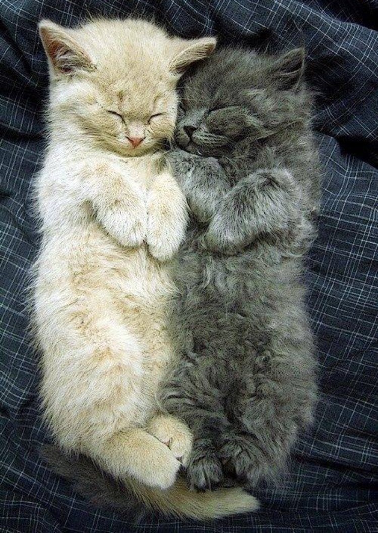 Коты спят в обнимку