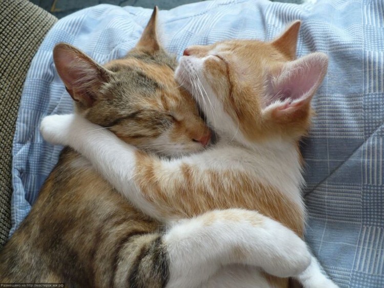 Котики любовь