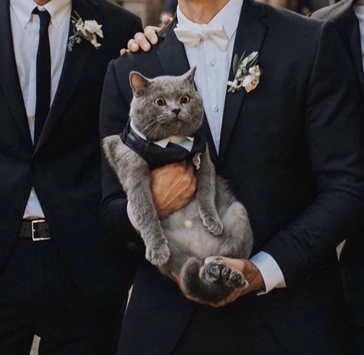 Кошачья свадьба