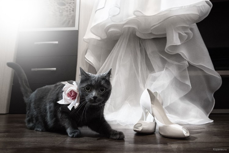 Стиль кошечки