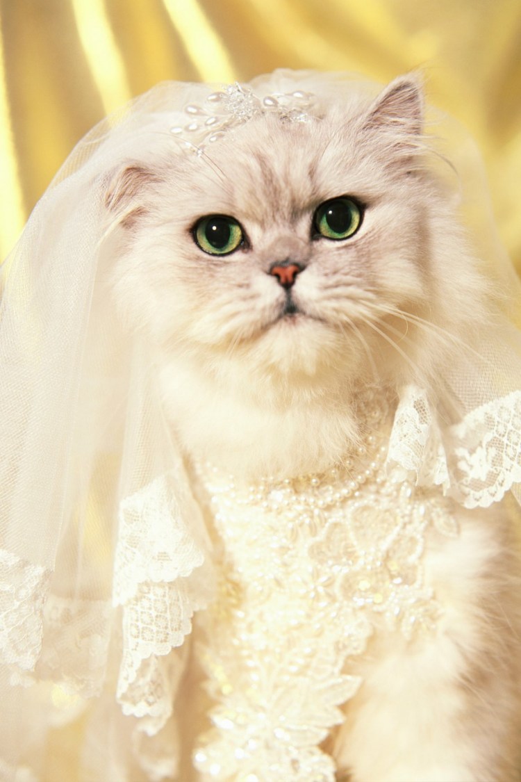 Кот невеста
