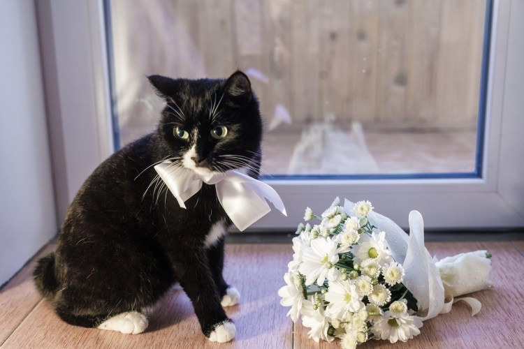 Кошачья свадьба