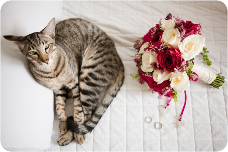 Кот жених