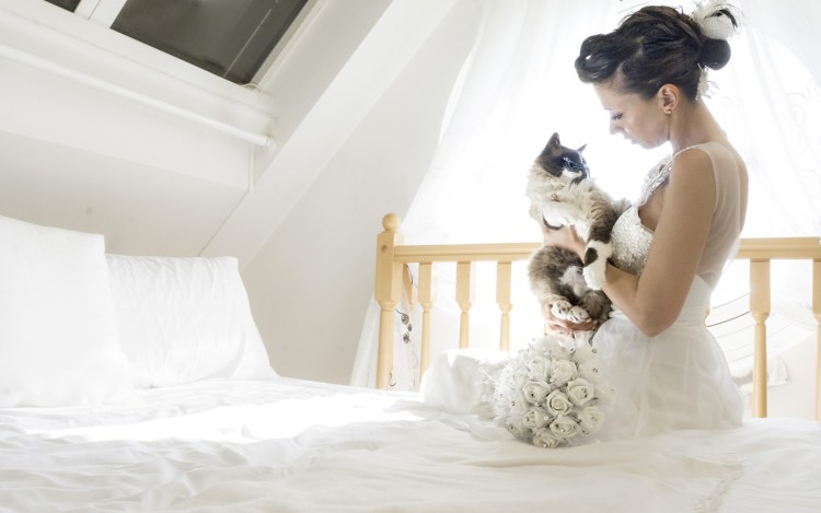 Альфред Майнзер кошки