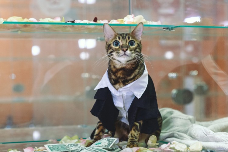 Кошка в фате