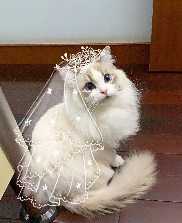 Коты-обнимашки Miadolla Свадебные