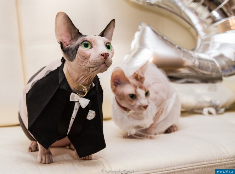 Кошачья свадьба фото