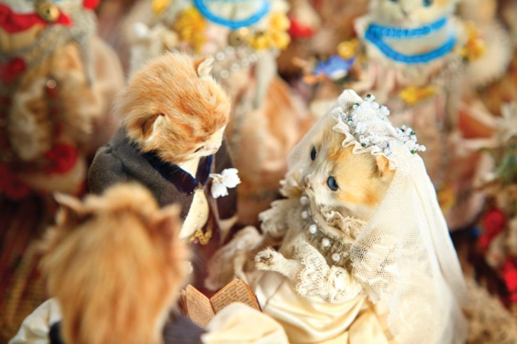 Кошка невеста