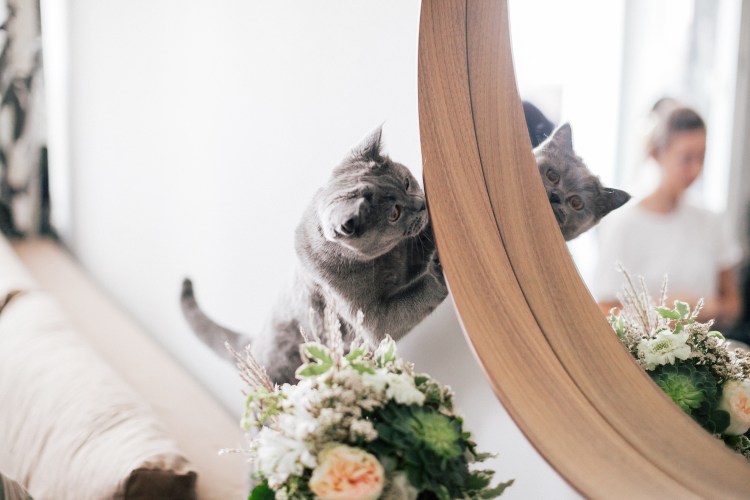 Свадебная фотосессия с котом