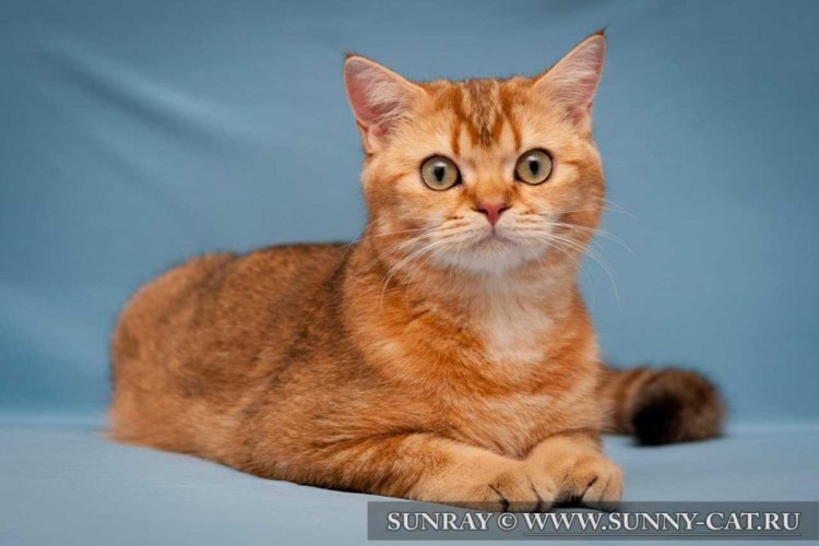 Кот рыжий табби макрель
