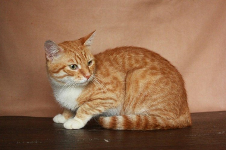 Тигровый макрелевый табби рыжий