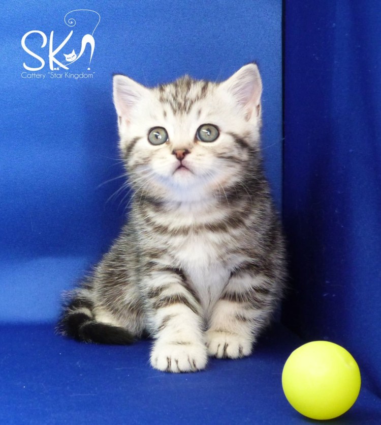 Мраморные котята шотландцы