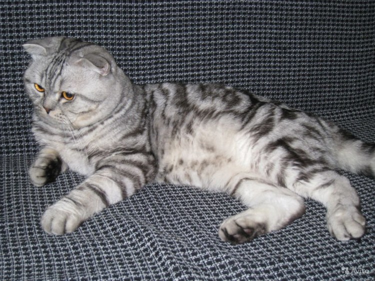 Скоттиш фолд мраморный