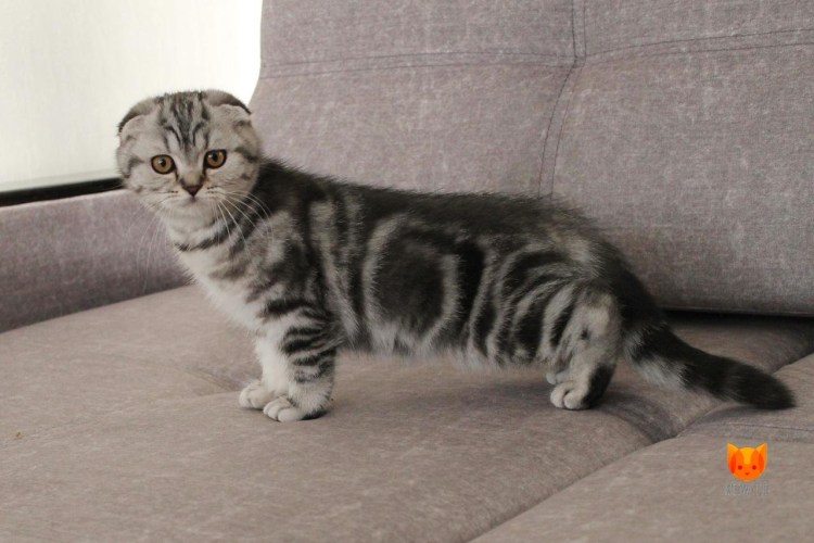 Шотландская прямоухая кошка мрамор на серебре