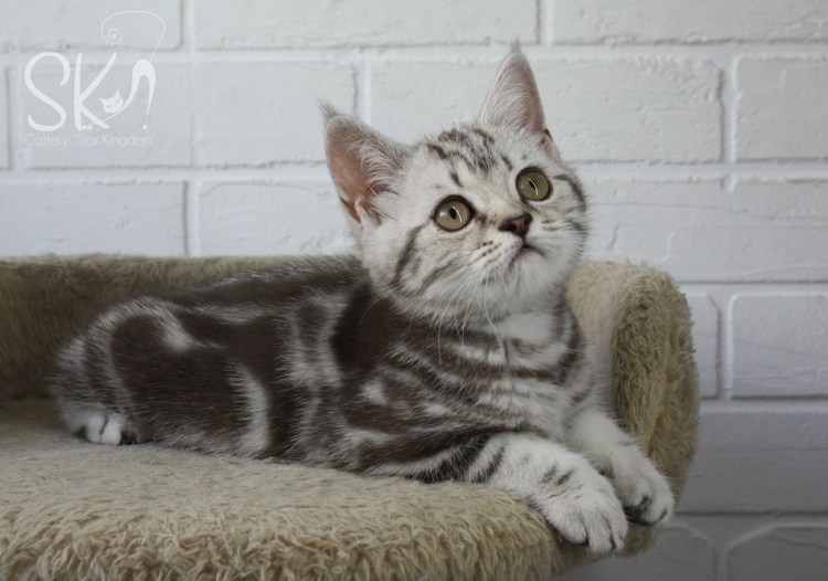 Шотландский скоттиш страйт мраморный