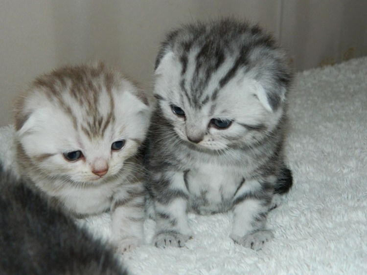 Шотландские котята черный мрамор