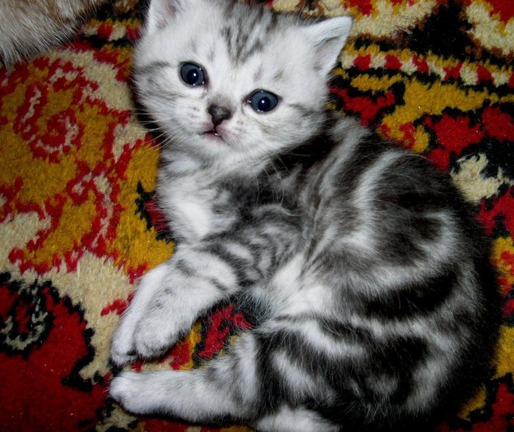 Шотландская прямоухая кошка мрамор на серебре