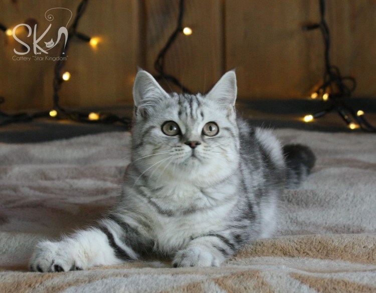 Скоттиш-рекс Шотландская вислоухая