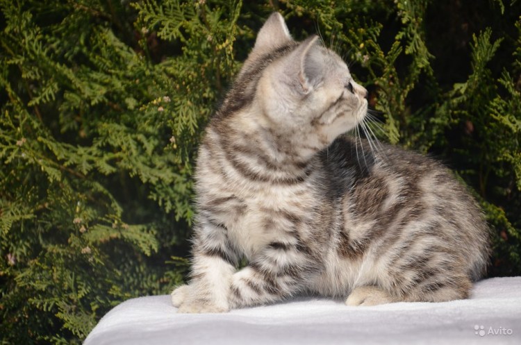 Шотландская кошка серебро