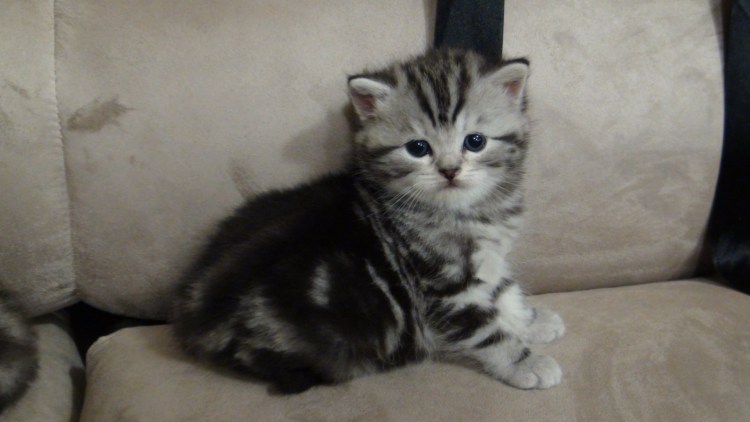 Котята Шотландские прямоухие черный мрамор