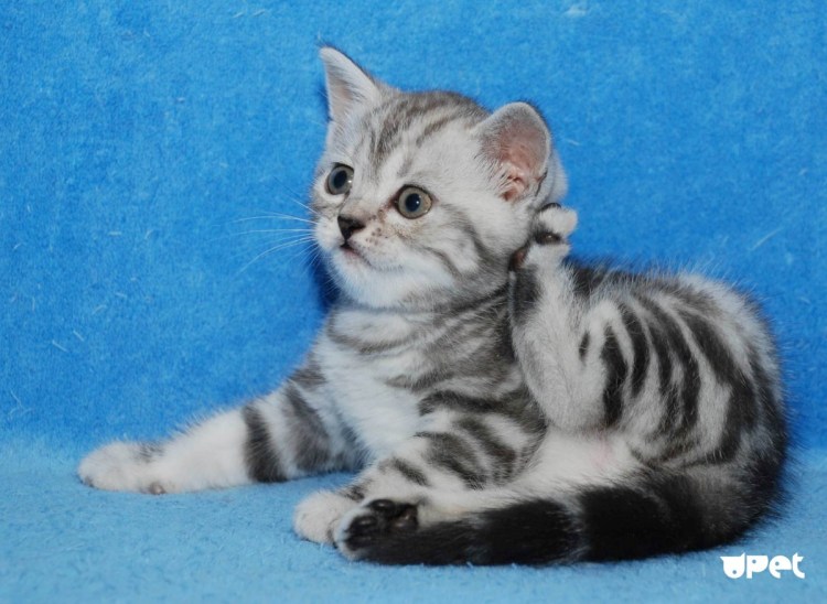 Скоттиш страйт кот мраморный