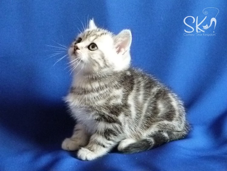 Scottish straight мрамор