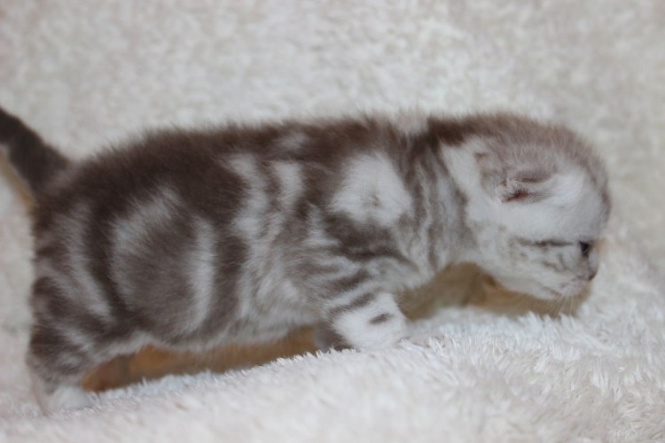 Британский кот вискас мраморный