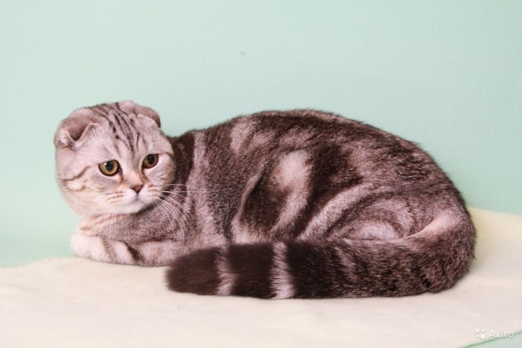 Шотландская прямоухая кошка мрамор