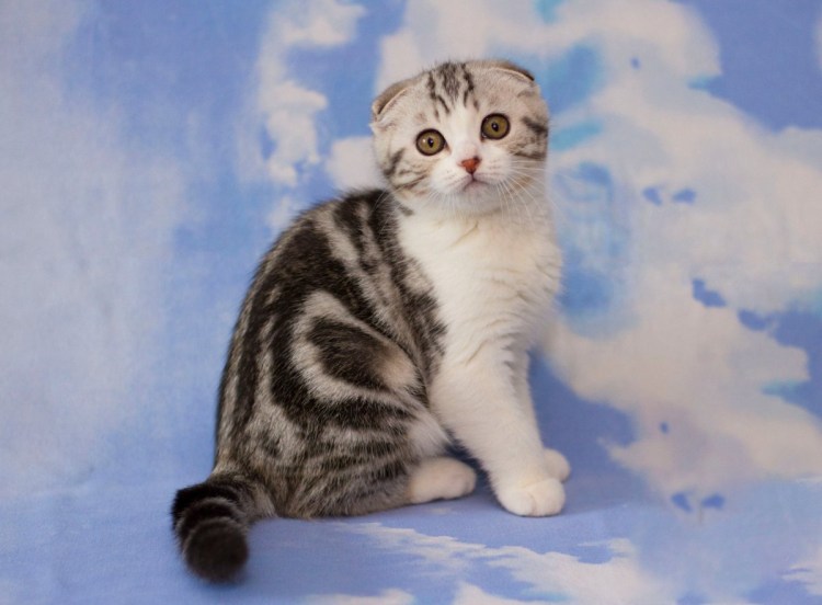 Скоттиш страйт черный мрамор