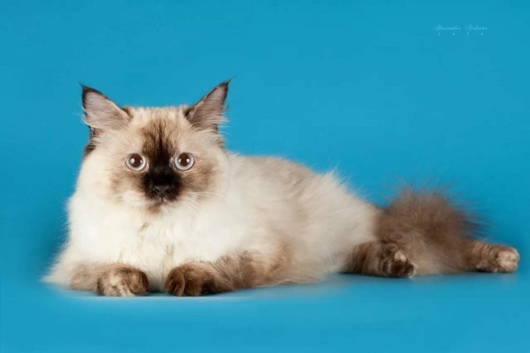 Невская маскарадная кошка