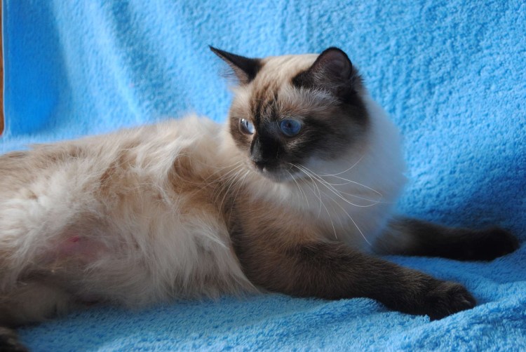 Сиамская Невская маскарадная