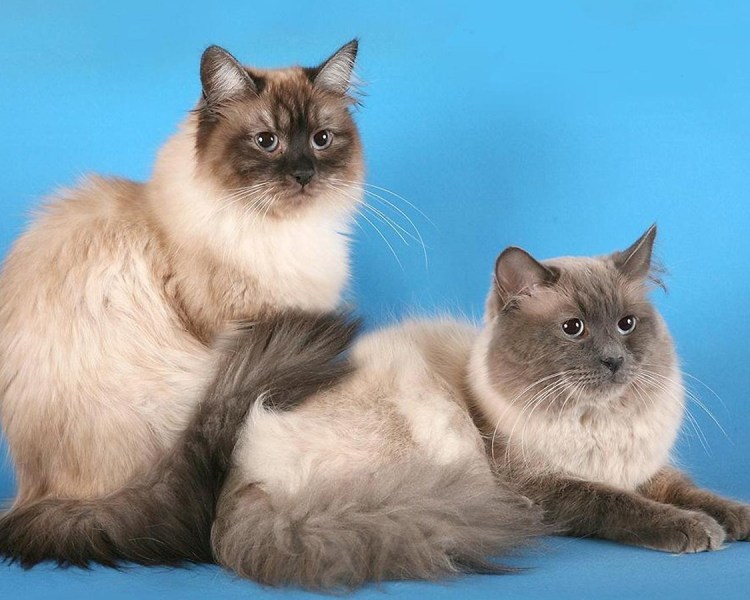 Невская маскарадная котята