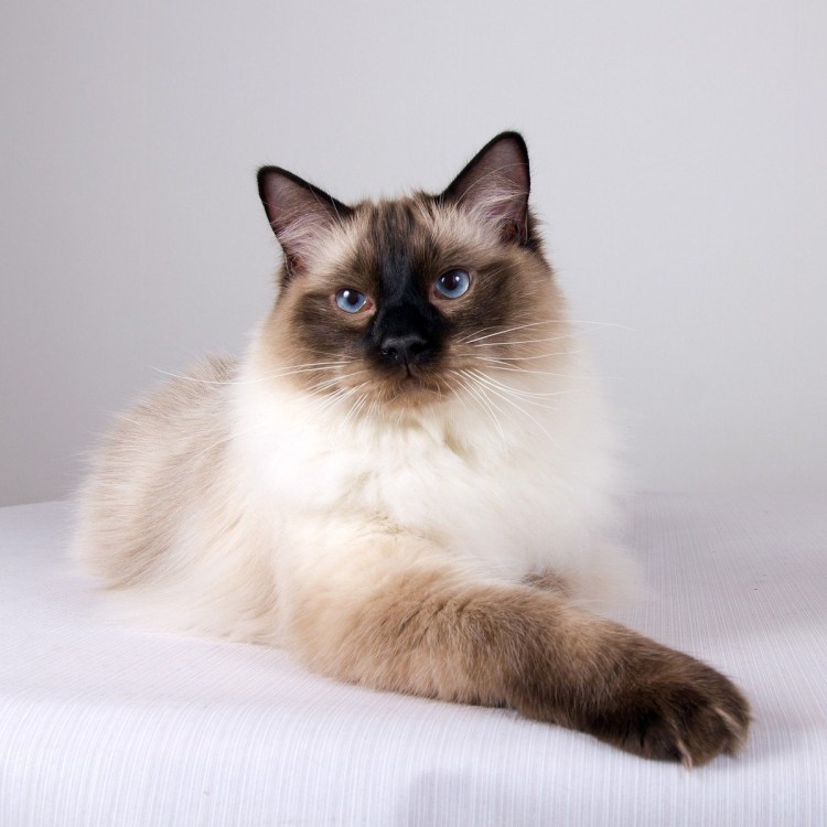 Невская маскарадная кошка Сиамская