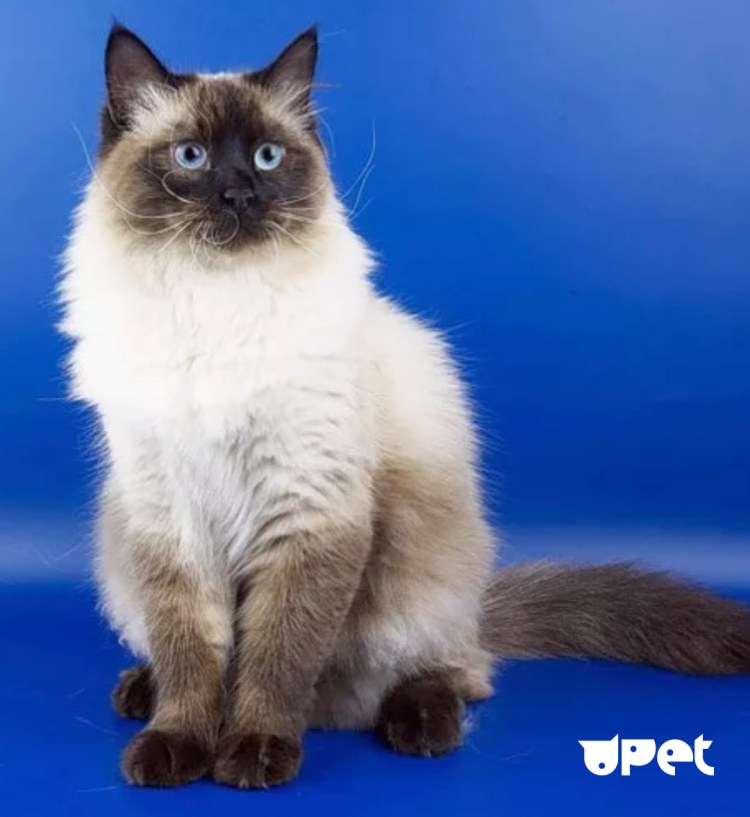 Невская маскарадная гладкошерстная