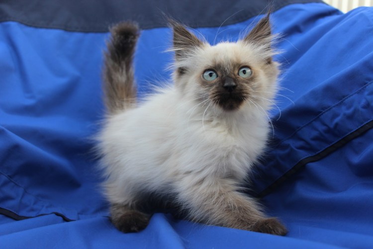 Невская маскарадная Балинезийская