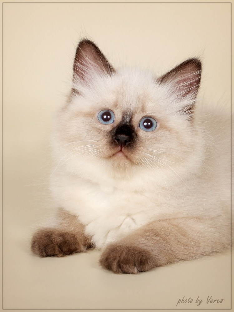 Невская маскарадная Сибирский колор Пойнт