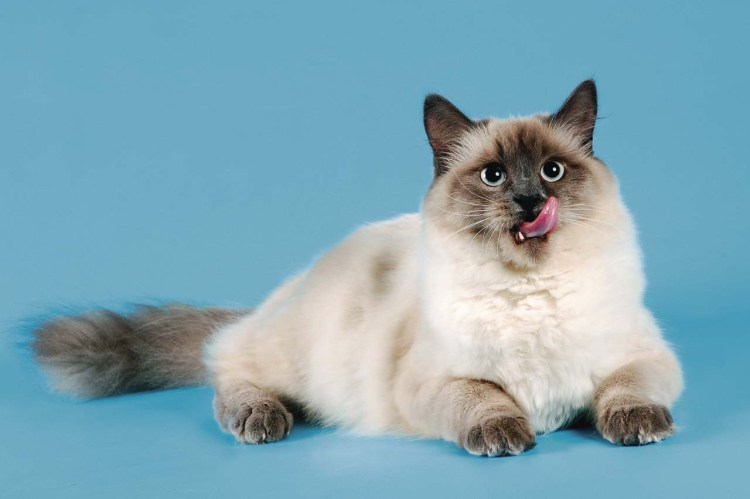 Невская маскарадная короткошерстная