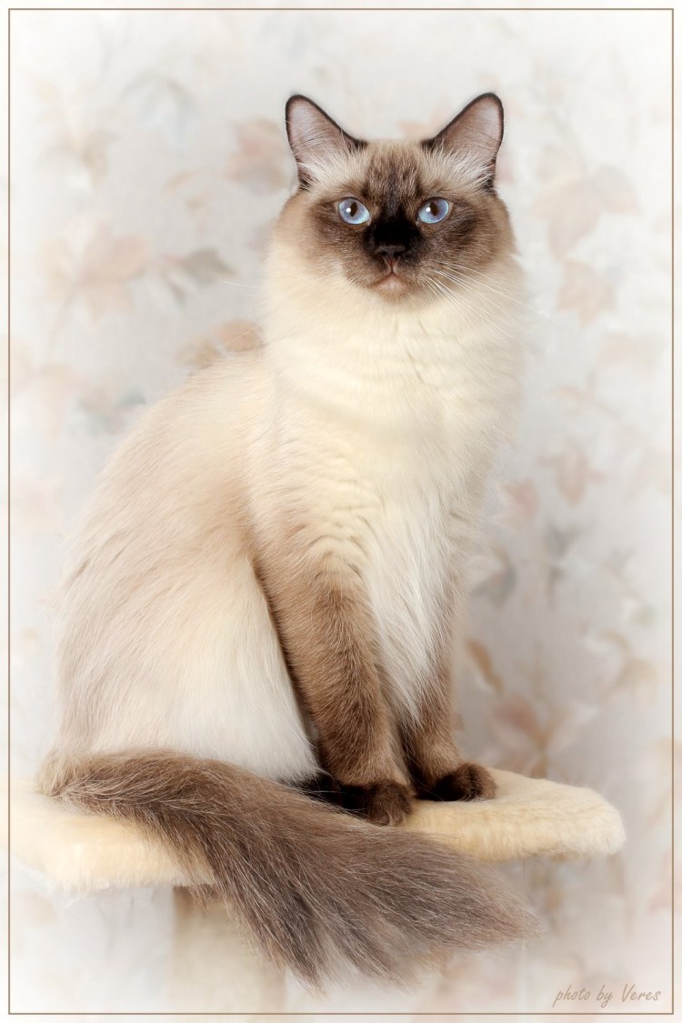 Невская маскарадная кошка метис