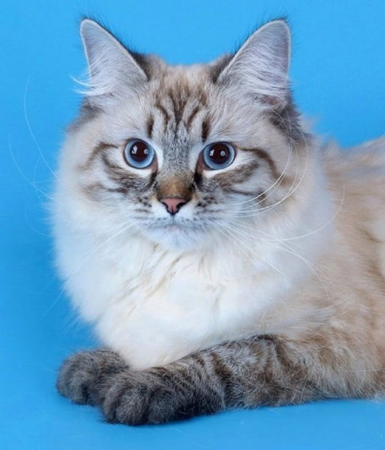 Сибирская Невская маскарадная