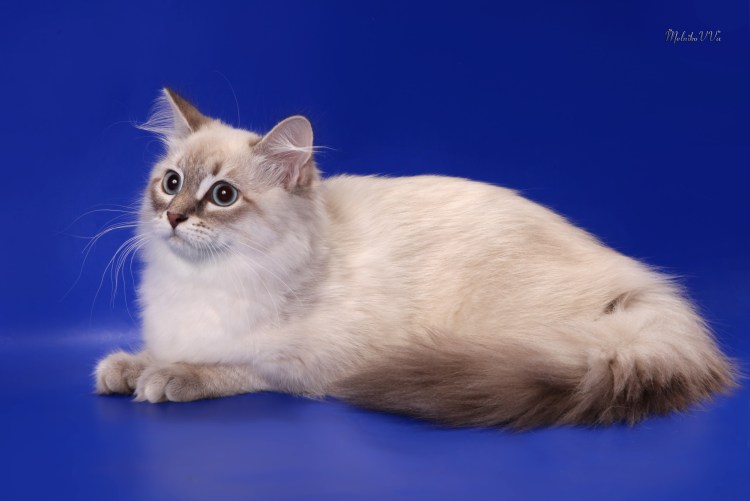 Невская маскарадная кошка короткошерстная