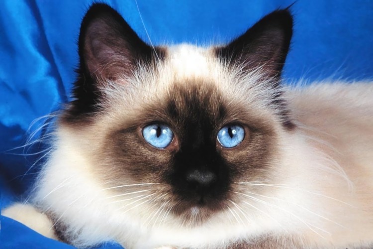 Невская маскарадная