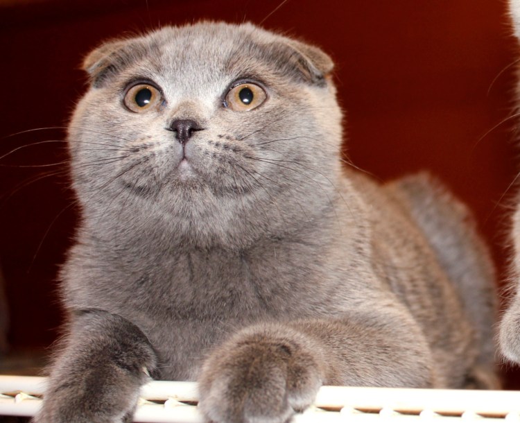 Шотландская кошка скоттиш фолд