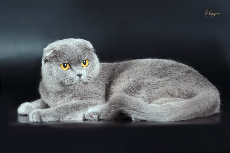 Шотландская Веселуха кошка