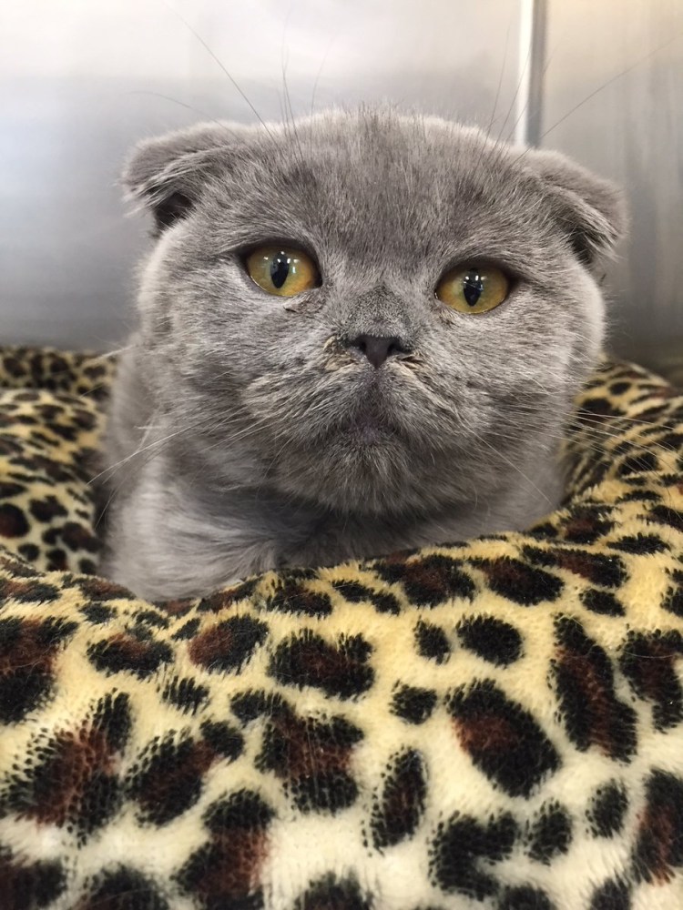 Шотландская вислоухая кошка