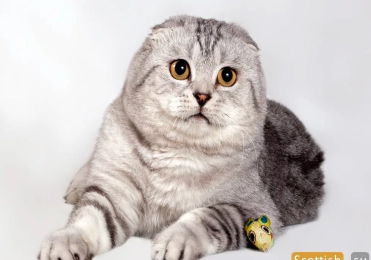 Шотландские вислоухие коты